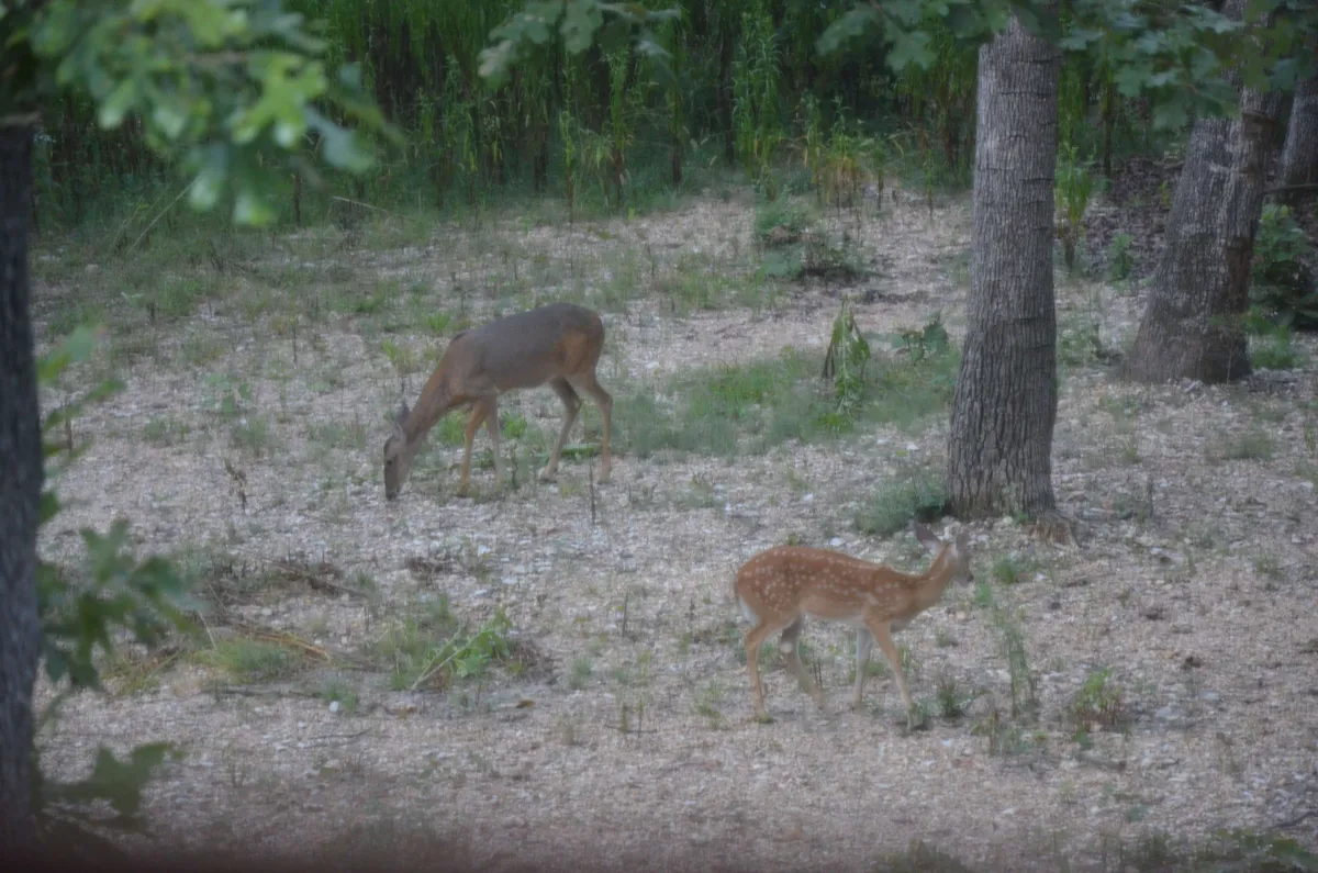 A pair of deer graze calmly amidst the surrounding trees and gravel ground, placing wildlife front and center against a backdrop of peaceful forest. The scene invites guests to connect with local fauna and experience quiet reflection in nature.